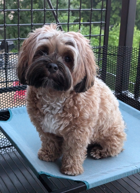 Jovi