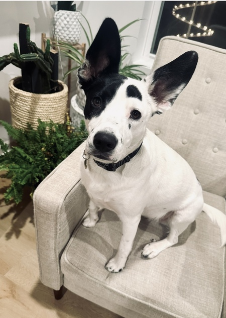 Cali