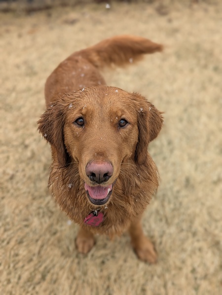 Rosie