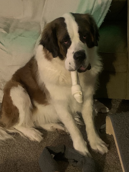 Charlotte “Charlee”  (female)