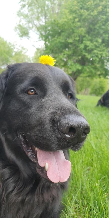 MichGolden