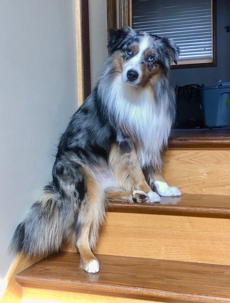 Koda Blue 