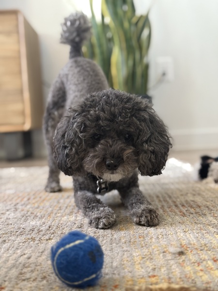 Luca