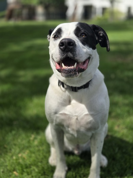 Oreo