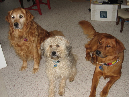 Molly, Noah and Parker Medintz