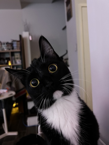 Darwin