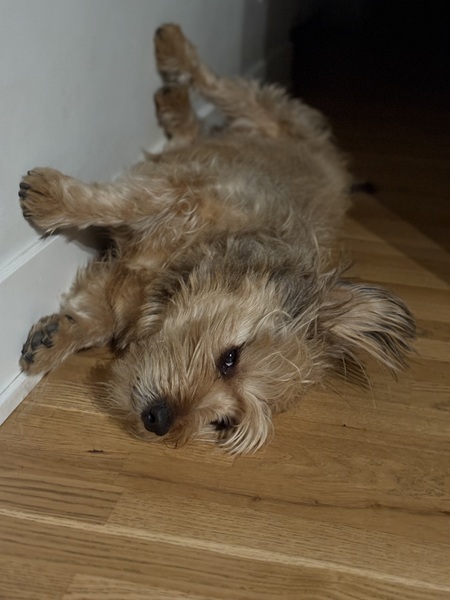 Benji