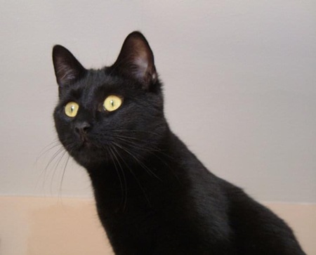 Dewey Tanner aka Pussy Cat Doll