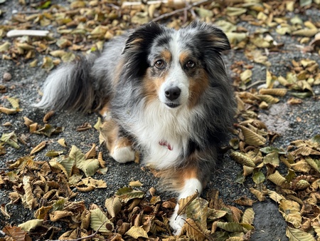 Zoey