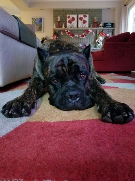 IVAN "the Terrible"
