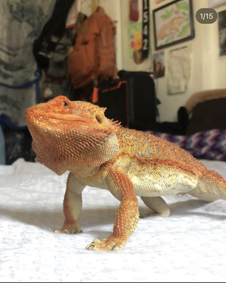 Meatball