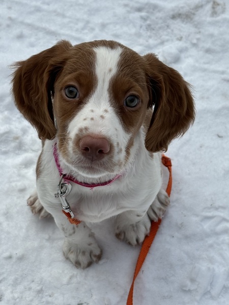 Remi
