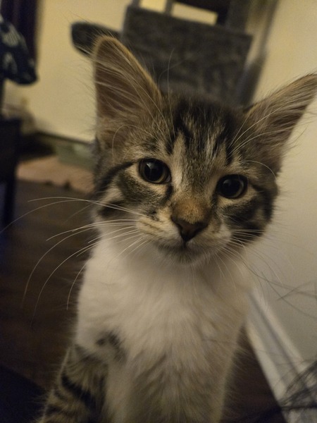 Sir Percival