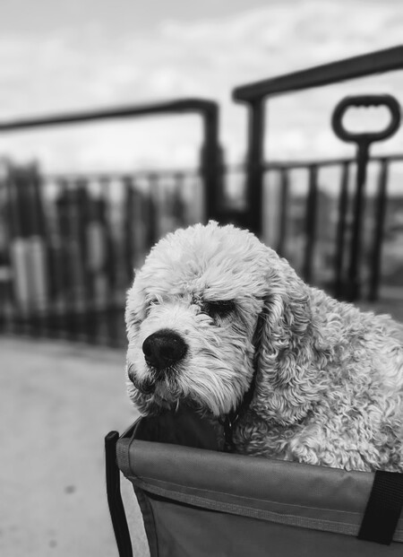 Bailey 