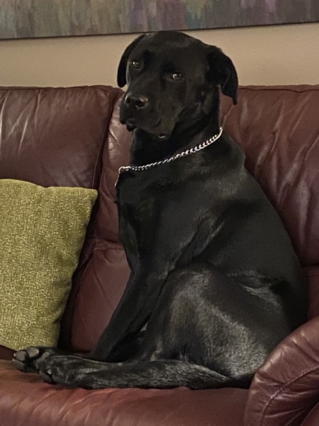 Nikita
