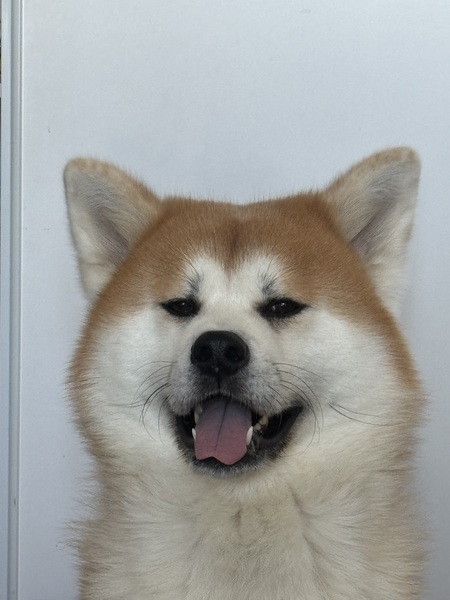 Archie