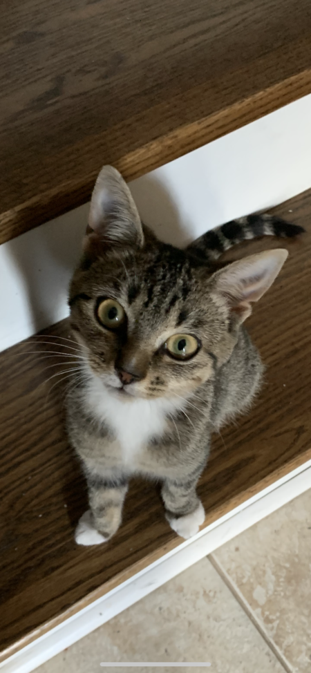 Baby Cat