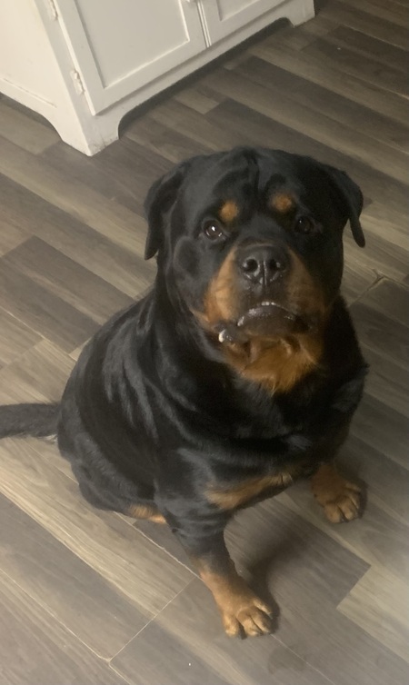 Arlo