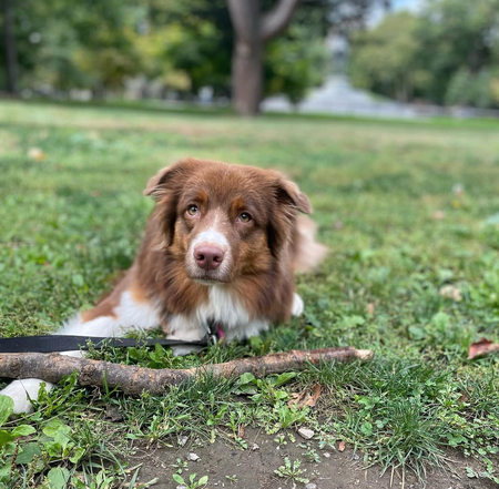 Nova
