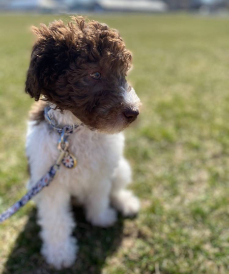 Palmer