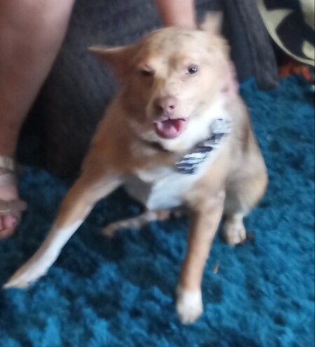 Ginger