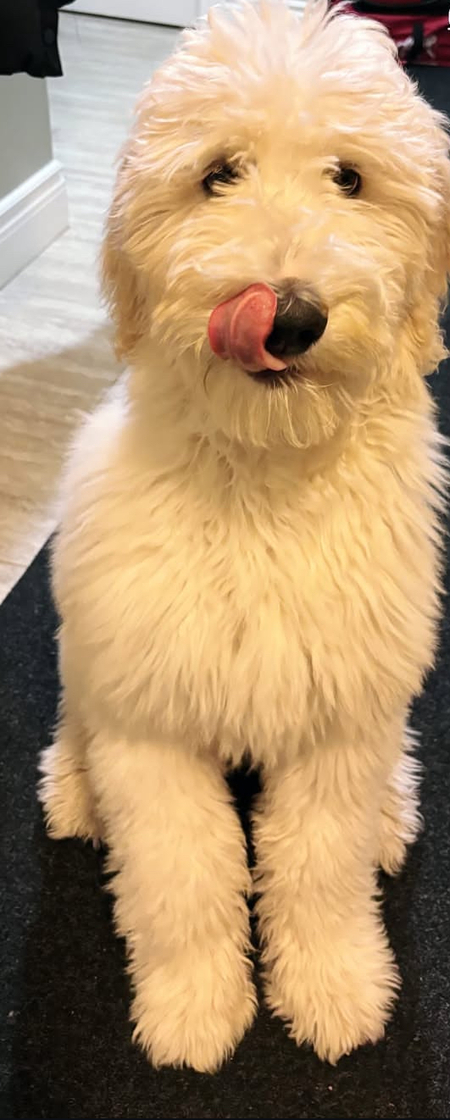 Ollie 