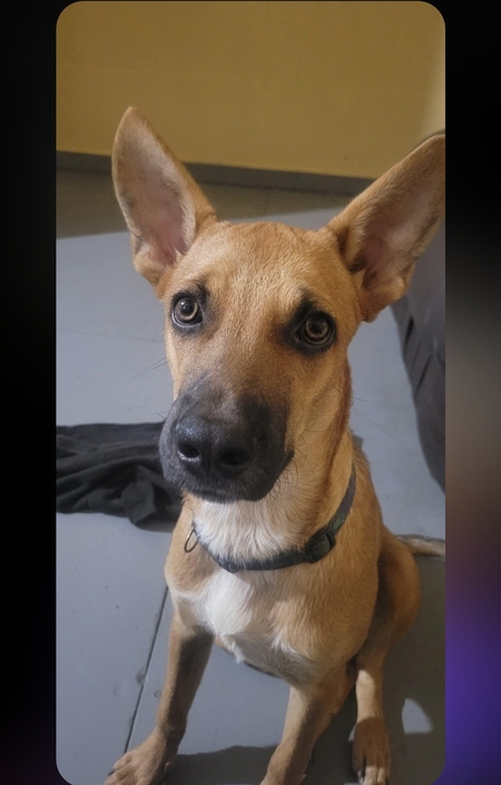 Scooby