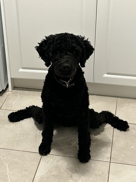 Otis