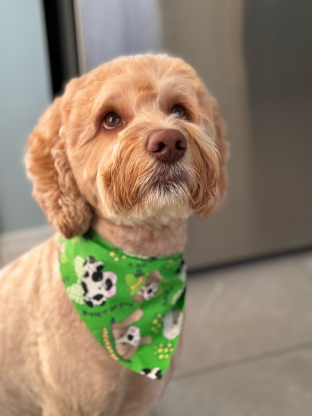 Fozzy Bear