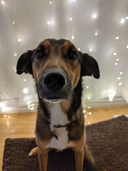 Benji