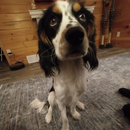 Finnegan 