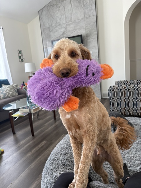 Otis 