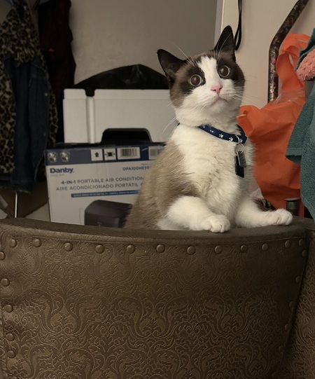 Gizmo