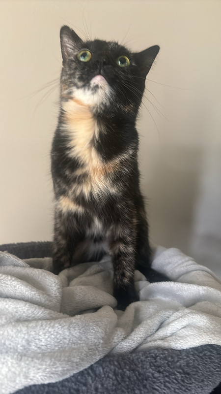 Princess Ivy
