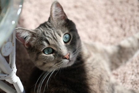 Queen Sheba