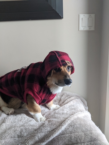 Bandit 