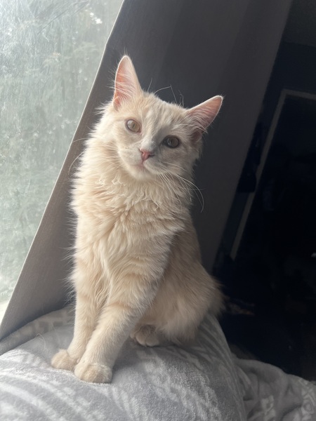 Cashew