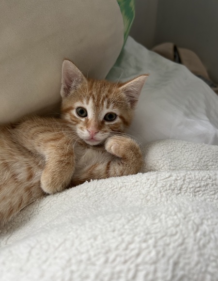 Cheeto
