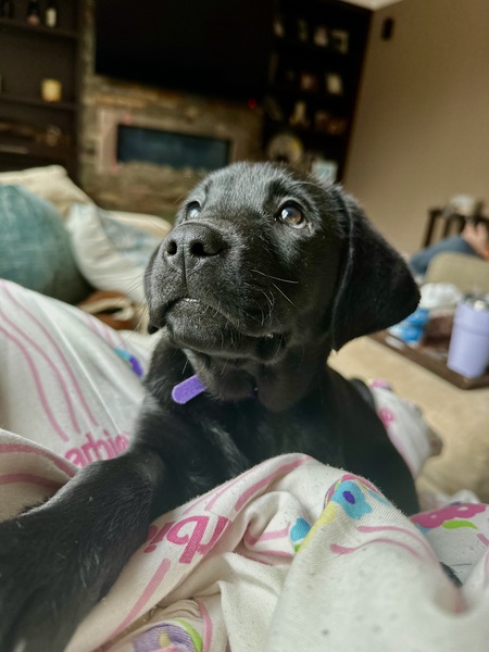 Maverick