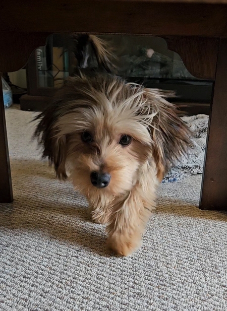 Ziggy