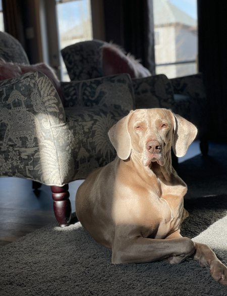 Stella