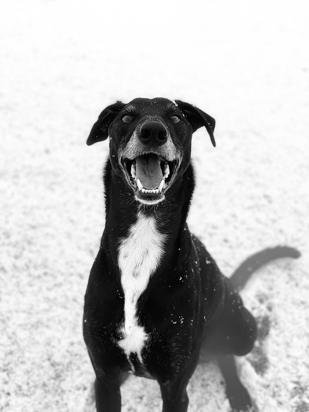 Loki
