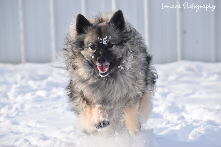 Meeka