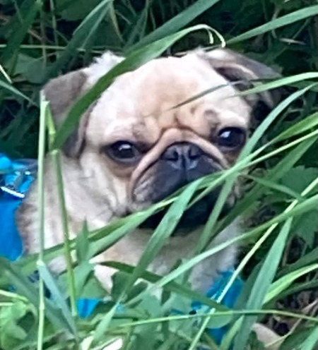 Gus