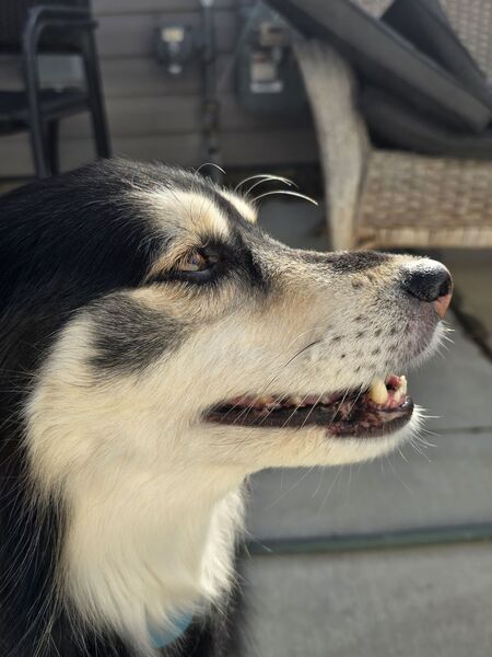 Oreo