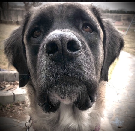 Zoey