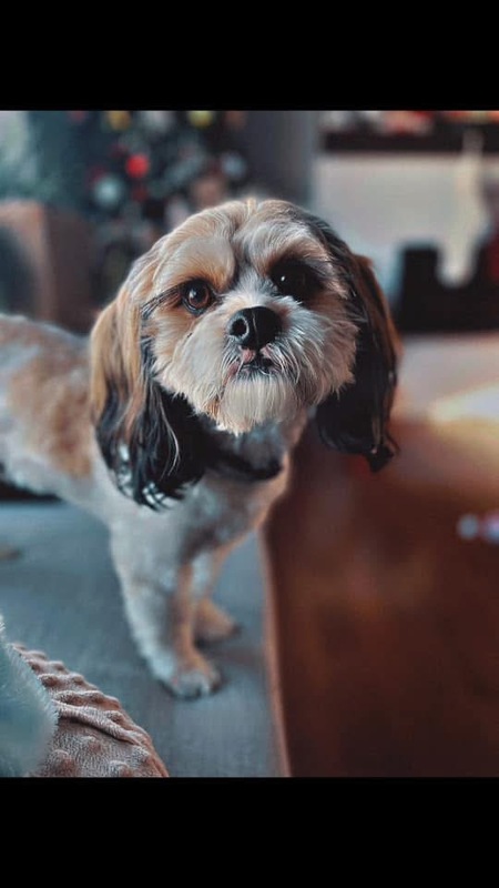 Teddy