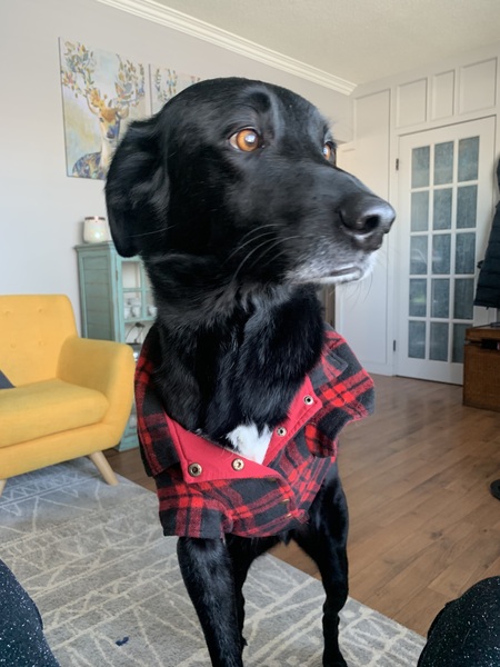 Sampson 