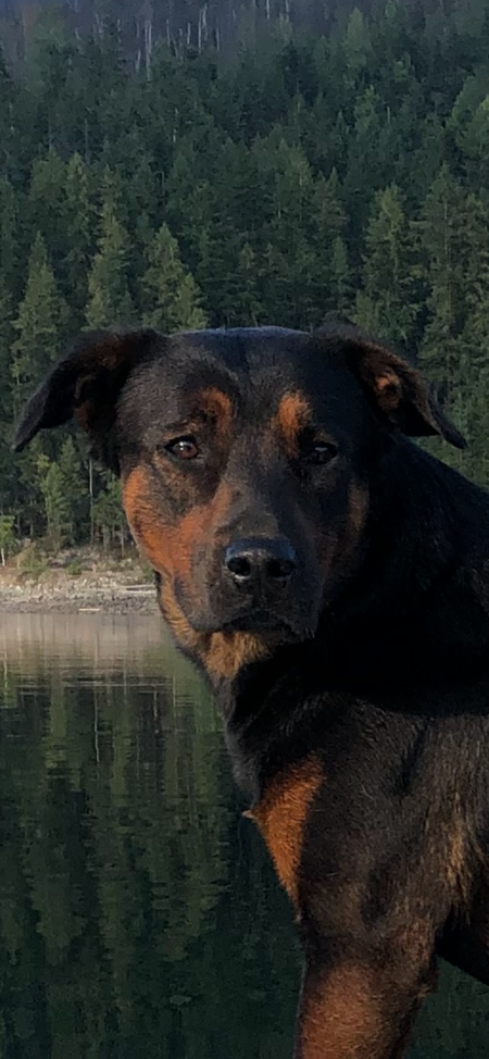 Keltika