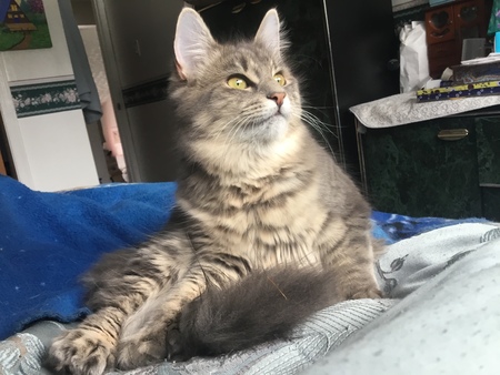 Gigi